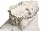 Fossil Oreodont (Merycoidodon) Skull with Associated Bones #232219-6